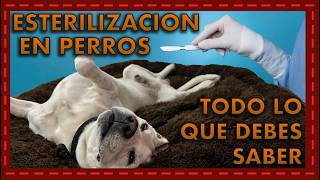 ¡Todo lo que necesitas saber sobre la esterilización en perros y sus mitos [upl. by Eisus]