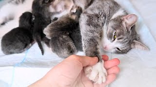 CAT GIVES BIRTH  Part 2 of Ladys story [upl. by Godfree]