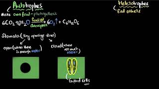 Autotrophic and heterotrophic nutrition  Life processes  Class 10 Biology  Khan Academy [upl. by Alatea]