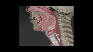 Anatomy amp Physiology of Swallowing  MBSImP Animations [upl. by Anier264]