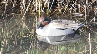 Greenwinged Teal  Rithets Bog Victoria BC [upl. by Sorce]