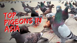 The top and popular pigeons in Asia [upl. by Broek311]