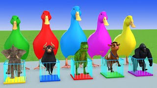 5 Giant Duck amp Wild Animals Cage Game Cow Gorilla Rhinoceros Elephant Sheep Crossing Fountain [upl. by Mikahs]