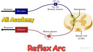 Reflex arc  reflex action  NMDCAT 2021 [upl. by Ingmar]