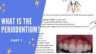 What is the periodontium Part 1 [upl. by Photina510]