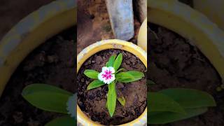 Repotting of dianthus flower plant ☘️gardning flowers ytshorts viralshort [upl. by Yleoj]