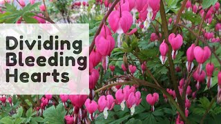 The Bleeding Heart Plant  Fascinating Flowers And Mysterious Growth Habits [upl. by Erbe]