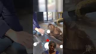 Monkeys reaction to magic tricks monkey funny zoo animals [upl. by Earezed]