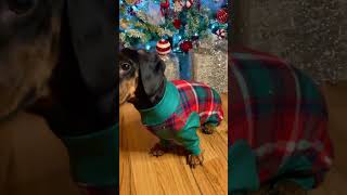 The cutest pyjamas from sparkpawsofficial dachshunds sausagedog christmas christmasshort [upl. by Langille895]