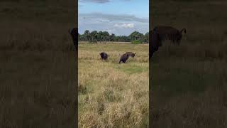 Buffalo fight high fence ranch outdoors countrylife [upl. by Orenid]