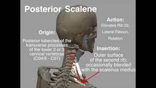 Posterior Scalene  Origin amp Insertion [upl. by Henden]