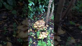 Honey fungus Armillaria mellea  October 2020 [upl. by Hatti]