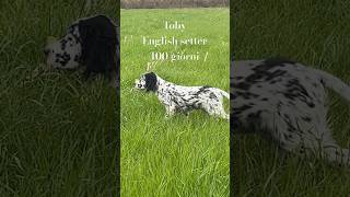 English setter a 100 giorni “Toby” Prima uscita setter english setter caccia hunter  mariosalo [upl. by Sileray]