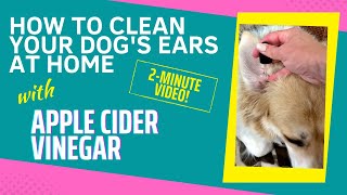 How To Clean Your Dogs Ears At Home with Apple Cider Vinegar [upl. by Nyrmak]