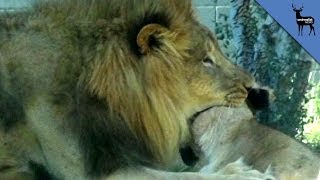 Lion Kills Lioness In Front Of Dallas Zoo Visitors [upl. by Niryt]