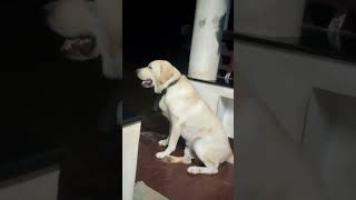 Bruno newgen 2k24 thelab doglovers 🥳🥳😘🥰 comedy [upl. by Riba]