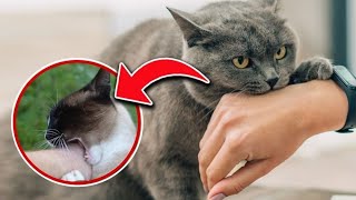 STOP Cat Biting “5 Secrets” I Wish Id Known Earlier To Stop My Cat From Biting UPDATED [upl. by Close725]