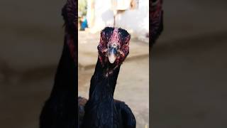 Thai aseel Madi aseelmurga birds aseel shorts viralvideo murga murgi rooster aseelloversyt [upl. by Anassor]