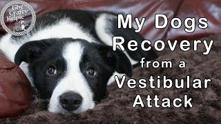 Idiopathic Vestibular Disease  My Dogs Recovery [upl. by Henni244]