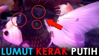 Cara Menyembuhkan Penyakit Jamur Putih Pada Badan Ikan Mas Koki Oranda Pandanya Sakit 😢 [upl. by Marcello]