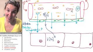 Capillary exchange 7 Function [upl. by Notsnhoj]