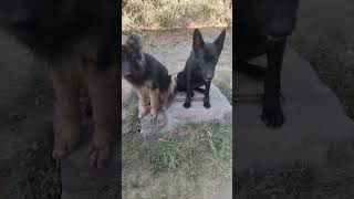 We love wellbred german shepherds ❤️ gsdlover germanshepherd gsd puppy [upl. by Airal]