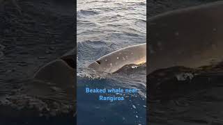 Beaked whale near Rangiroa  Tuamotus Schnabelwal bei Rangiroa  Tuamotus [upl. by Yentrok950]