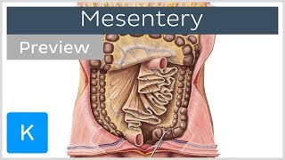 Mesentery organ and functions preview  Human Anatomy  Kenhub [upl. by Keyes]