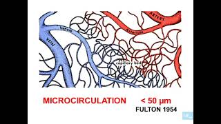 1  Histologie microcirculation partie 1 [upl. by Terhune]