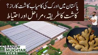 How To Grow Ginger in Pakistan  Adrak ki kasht  Ginger Farming Technique  Banu Mukhtar Farms [upl. by Dublin]