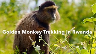 Golden Monkey Trekking in Rwanda [upl. by Ziguard244]