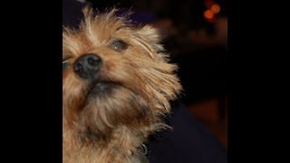 Norwich Terrier with Paroxysmal Dyskinesia [upl. by Atined]