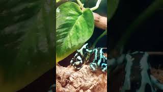 Dendrobates auratusподарочек 🎁 [upl. by Ivette136]