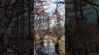 Kamikochi in Nov 2024 japan kamikochi timelapse 4k travel [upl. by Narol]