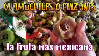 guamuchiles o pinzones la fruta más mexicana 🇲🇽👌 [upl. by Etoile]