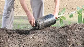 How to plant an avocado tree [upl. by Pollie]