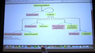 15 Biochemistry Enzyme Regulation II Lecture for Kevin Aherns BB 450550 [upl. by Nahtaoj]