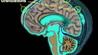 Cerebrospinal Fluid Circulation [upl. by Drus]