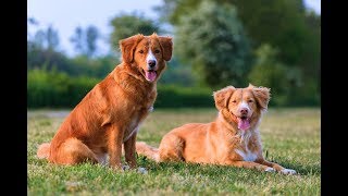 Nova Scotia Duck Tolling Retriever [upl. by Annahoj124]