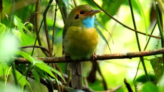 Bluethroated Motmot Calling [upl. by Egap]