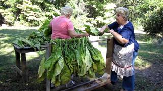 Stringing Looping Bright Leaf Tobacco [upl. by Renferd]