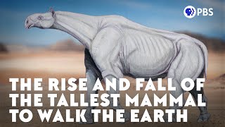 The Rise and Fall of the Tallest Mammal to Walk the Earth [upl. by Judd771]