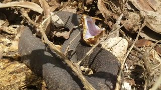 Its A Cottonmouth [upl. by Novehc]