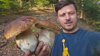 FUNGHI PORCINI 2024  DIO Incredibile che PORCINI [upl. by Nunnery]