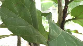 カシワバゴムノキ（フィカス・リラータ）：Fiddleleaf fig [upl. by Ardnot]