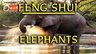 Feng Shui  Elephant [upl. by Onidranreb]