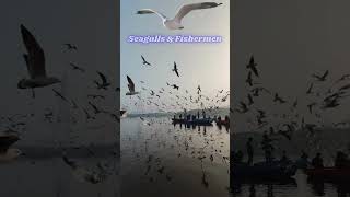 Seagulls amp Fishermen 2024 seagulls seagull birds shorts sea fisherman fishermen ytshorts [upl. by Eidarb]