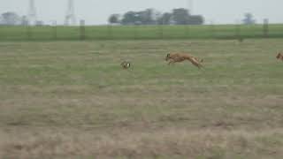 galgos de campo galgos y liebres [upl. by Yadrahs678]