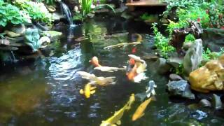 koi pond June182010 [upl. by Worl]