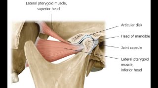 Two Minutes of Anatomy Lateral Pterygoid and Medial Pterygoid Muscles [upl. by Leuqim]